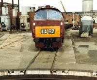 D1023 <I>Western Fusiler</I> stands at Swindon works on 6 June 1981.<br><br>[Colin Alexander 06/06/1981]