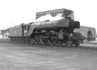 Gresley A3 Pacific 60084 <I>Trigo</I> photographed c. 1962 on shed at 55H Leeds Neville Hill.<br><br>[David Pesterfield //1962]