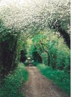 Much of the 'Nickey Line' from Harpenden to Hemel Hempstead has a good cycle riding surface. Some parts, however, have rather stiff gradients!<br><br>[Ken Strachan 05/05/2007]