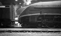 Scene inside St Margarets shed on 6 February 1965. Gresley A4 Pacific 60024 <i>Kingfisher</I> stands nearest the camera, with sister locomotive 60027 <I>Merlin</I> beyond. <br><br>[K A Gray 06/02/1965]