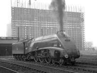 60007 <I>Sir Nigel Gresley</I> is framed by the new Red Road flats under construction in the background as it prepares to move off Balornock Shed on 7 June 1965. <br><br>[K A Gray 07/06/1965]