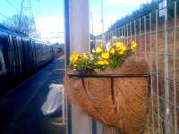 Pansies bring a hint of spring to the platform at Brunstane on 2 March 2015.<br><br>[John Yellowlees 02/03/2015]