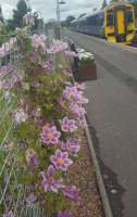 A lovely clematis on the southbound platform at Bridge of Allan.<br><br>[John Yellowlees 04/07/2017]