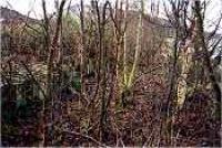 View looking north west at Cambusavie Halts disused platform.<br><br>[Ewan Crawford //]