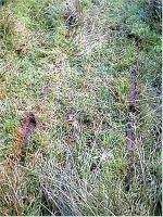 Rails embedded in the moss of the moor, southern section.<br><br>[Ewan Crawford //]