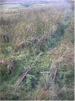 Tracks in moss in southern section of line.<br><br>[Ewan Crawford //]