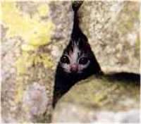 Kitten hiding in Hadrians Wall.<br><br>[Ewan Crawford //]
