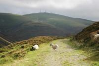 Lowther Hill and three sheep viewed from the trackbed. Looking towards Leadhills above Hass.<br><br>[Ewan Crawford 15/08/2004]