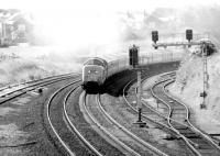 55008 <I>The Green Howards</I> obliterates the scenery on the curve north of Berwick station in the summer of 1981 with the 11.16 Kings Cross - Aberdeen.<br><br>[John Furnevel 10/08/1981]