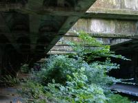 Botanics Gardens Station, Glasgow ... undergrowth a plenty.<br><br>[Colin Harkins 09/07/2006]