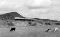 A triple set rumbles past Waterside bing<BR/>The formation of the Bedlay Branch can be seen, middle right.<BR/>Three coaches and three cows!<br><br>[Brian Forbes /03/1977]