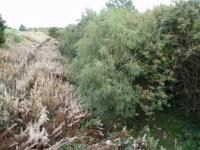 Looking East from Aitken Street, Haghill. Notice how overrun with vegetation it is ... Nature taking over.<br><br>[Colin Harkins 29/09/2006]