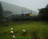 In some of the worst weather seen this side of the Black Stump, the usual class 86s are joined by a third locomotive (pantograph down) on the front of the Basford Hall - Coatbridge container train, which is throwing off quite a spray as it hurtles north across the Clyde at Lamington on 17 November 2006. The sheep seem more interested in what kind of eejit is standing under a tree with a camera in conditions like this...<br><br>[John Furnevel 17/11/2006]