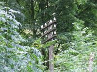 Old semaphore period telegraph pole just to the east of Bridge Of Weir station<br><br>[Graham Morgan 30/08/2007]