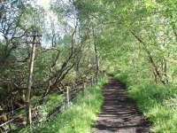 Surviving telegraph pole alongside the trackbed and identical to that seen in picture 16399. Apart from occasional specials this section of track was only used to access the locoshed at Loch Tay after closure to passengers in 1939. View towards Killin at approx Map Ref NN 576339<br><br>[Mark Bartlett 29/05/2008]