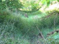 Trespassers on the Charlestown Railway, although passage of a train looks an extremely remote possibility as the partially lifted track reverts to nature. View south at Meadowend on 20 May 2007.<br><br>[Mark Poustie 20/05/2007]