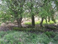 Remains of sidings at Birky Side, between Fushiebridge and Tynehead on the Waverley Route, photographed on 5 May 2008. The sidings were used over many years by St Margarets shed as a dumping ground for the ash produced by the depot's large steam allocation. In the 1950s that allocation was over 200 locomotives - a lot of ash! Much of the land has now returned to nature and is given over to cattle grazing, but sections of track, sleepers and other reminders of the areas former use can still be found.<br><br>[Mark Poustie 05/05/2008]