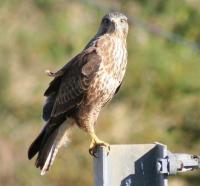 <I>'Are you talking to me?'</I> A curious young Buzzard lands on a catenary mast near the bridge at Dirleton on the North Berwick branch, eager to discover what the eejit with the camera is playing at. [See image 16764] <br><br>[John Furnevel 02/10/2007]