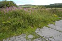 Concrete floor and rails of the former locomotive shed at Leffnoll Yard on the Cairnryan Military Railway seen in August 2008.<br><br>[Bill Roberton /08/2008]