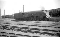 Gresley A4 Pacific 60024 <I>Kingfisher</I> at Haymarket in 1959, having been made ready to move off shed and run to Waverley station... once somebody checks the tender loading.<br><br>[Robin Barbour Collection (Courtesy Bruce McCartney) 14/06/1959]