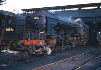 Peppercorn A2 Pacific 60532 <I>Blue Peter</I> on shed at Dundee, Tay Bridge, alongside stablemate V2 no 60836. The photograph is thought to have been taken on 29 October 1965. The Pacific had arrived at Tay Bridge depot in 1962 after 11 years at Ferryhill, with the V2 moving north from St Margarets in 1965. Withdrawal for both locomotives came in December of 1966, some 6 months prior to the official closure of 62B itself and, while 60532 went on to become something of a <I>preservation celebrity</I>, 60836 was not so lucky, being eventually cut up at Motherwell Machinery and Scrap, Wishaw, in July 1967.<br><br>[Robin Barbour Collection (Courtesy Bruce McCartney) 29/10/1965]