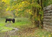 The trackbed of the former Glenfarg Line has played host for thirty years to these black ponies. The high wall to the right is part of the bridge that carried the line across the River Farg.<br><br>[Brian Forbes 04/11/2008]