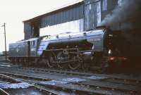 A2 Pacific 60532 <I>Blue Peter</I> stands alongside the coaling stage at Ferryhill in 1965.<br><br>[Robin Barbour Collection (Courtesy Bruce McCartney) //1965]