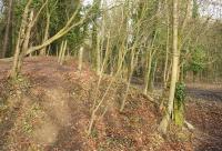 The hump of a 1940's siding off the Swindon - Highfield branch into the wartime Vickers factory at Long Marston. Here they built, amongst other things, Spitfires. This siding turned north up the embankment and then crossed over the Highworth branch (seen running in from the right)via a now demolished bridge. Like all these long forgotten lines not a lot remains. The Highfield branch finally closed in 1965.<br>
<br><br>[Peter Todd 11/01/2009]