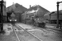 Scene at 87E Landore shed around 1960 with Castle class 4-6-0 no 5082 <I>Swordfish</I> centre picture and 7009 <i>Athelney Castle</i> on the left. Locomotive 5082, a visitor from Old Oak Common, started life as <I>Powis Castle</I> but was renamed in 1941. This large Swansea shed still had 18 'Castles' on its home allocation as late as 1960.<br>
<br><br>[Robin Barbour Collection (Courtesy Bruce McCartney) //1960]