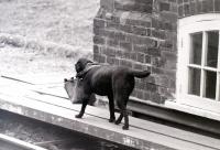 The signalman's assistant at Goathland, photographed in July 1986.<br><br>[Colin Miller /07/1986]