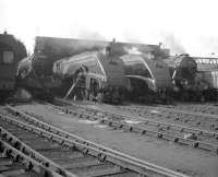 <I>It didn't get much better than this.... </I> Lineup of top-link locomotives being made ready at Kings Cross shed in October 1959. The four Gresley Pacifics are, from the left, A3 60039 <I>Sandwich</I>, A4 60010 <I>Dominion of Canada</I>, A4 60033 <I>Seagull</I>  and A3 60038 Firdaussi</I>. <br>
<br><br>[Robin Barbour Collection (Courtesy Bruce McCartney) 04/10/1959]