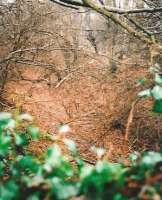 A delightful cutting to start a railway walk, but beware the landowner's attitude [see image 25983]. Just across the road from the former Birch Coppice Colliery #4, now a mobile home park.<br><br>[Ken Strachan /07/2006]