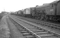 Withdrawn steam locomotives awaiting disposal in the sidings along the north side of Bathgate yard in January 1964. View is west with Bathgate shed in the left background and the main Edinburgh road off to the right beyond the locomotives. Nearest the camera is A3 Pacific no 60087 <I>Blenheim</I>, withdrawn from St Margarets in October 1963 and eventually cut up at Arnott Young, Carmyle, in June 1964.<br>
<br><br>[Robin Barbour Collection (Courtesy Bruce McCartney) 03/01/1964]