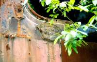 Detail showing some of the various railway remains rusting away in a corner of Muir's scrapyard at Thornton in the summer of 1993. <br><br>[Ken Browne 22/06/1993]