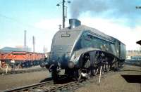 60024 <I>Kingfisher</I> arrives on shed at Haymarket on 4 July 1959<br>
<br><br>[A Snapper (Courtesy Bruce McCartney) 04/07/1959]