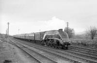 A4 Pacific 60019 <I>Bittern</I> heading south at Plean on 16 April 1965 with the 1.30pm Aberdeen - Glasgow Buchanan Street train. [With thanks to Donald Hillier & Jim Watson]<br><br>[Robin Barbour Collection (Courtesy Bruce McCartney) 16/04/1965]
