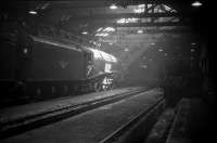 The gloomy interior of St Margarets shed on 16 April 1965. A4 Pacific no 60027 <I>Merlin</I>, with only a few months to go until official withdrawal, is temporarily illuminated by the rays of the sun. On the right stands Black 5 no 45477, having recently moved across the city from Dalry Road shed, where final closure was imminent, while in the centre background stands A3 no 60041 <I>Salmon Trout</I>, which would itself be withdrawn from 64A in December of that year. <br>
<br><br>[Robin Barbour Collection (Courtesy Bruce McCartney) 16/04/1965]