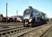 60027 <I>Merlin</I> on Haymarket shed on 4 July 1959 carrying the headboard of <I>The Elizabethan</I>, a train on which the A4 was a regular performer. [See image 30683]<br><br>[A Snapper (Courtesy Bruce McCartney) 04/07/1959]