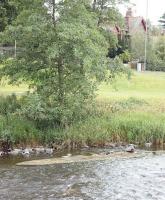 Low water on the Tweed at Peebles reveals the base of one of the piers of the former railway bridge that once carried the  link-line from the Caledonian terminus  on the south bank across the river to join the NB line on the north bank. The link-line and bridge were closed in 1959, nearly five years after abandonment of the Caledonian route west of Peebles and three years prior to closure of the NB station. View south across the Tweed in August 2006.<br>
<br><br>[John Furnevel 26/08/2006]