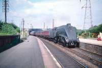 Haymarket A4 Pacific no 60012 <I>Commonwealth of Australia</I> starts to pick up the pace with a southbound train as it passes the well tended platforms of Joppa station in the summer of 1959. <br><br>[A Snapper (Courtesy Bruce McCartney) 08/08/1959]