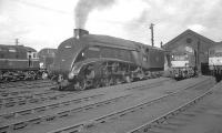 A4 Pacific no 60024 <I>Kingfisher</I> mixing with the rabble on St Margarets shed. Thought to have been photographed on 4 September 1966 following the 'Granite City' railtour.<br><br>[K A Gray 04/09/1966]