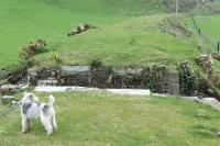 A fox terrier finds an unexpected obstacle on his stroll along the Kirkcudbright branch south of Tongland in April 2010<br><br>[Colin Miller /04/2010]