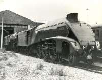 No 19 <I>Bittern</I> stands in front of <I>Blue Peter</I> outside the roundhouse at Neville Hill shed, Leeds, thought to have been taken around 1970. [With thanks to Messrs Todd, Carter, Pesterfield & Smith]<br><br>[Gordon Smith Collection (Courtesy Ken Browne) //1970]