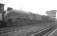 A4 no 60004 <I>William Whitelaw</I> stands alongside Perth shed in November 1963 awaiting the return of several important mechanical components. The Pacific had almost 3 years operational life remaining at this stage, being eventually withdrawn from Ferryhill shed in July of 1966. Final farewell was in the yard of Motherwell Machinery & Scrap, Wishaw, in October that year. <br><br>[K A Gray 23/11/1963]