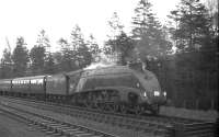 A4 Pacific no 60031 <I>Golden Plover</I> photographed near the border at Kershopefoot on 18 April 1965 with the 1X50 BLS <i>Scottish Rambler No 4</I> railtour bound for Carlisle.<br><br>[K A Gray 18/04/1965]