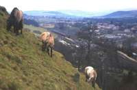 Horses grazing on the slopes of the Eildon Hills are oblivious to the passage of the Peak-hauled down <I>'Waverley'</I> leaving Melrose en route to Edinburgh. The train can be seen in the middle distance in this photograph thought to have been taken in April 1965. The Peaks were the staple motive power for this train from the start of dieselisation through to the very last train - hauled by D60 <I>Lytham St Annes</I> - famously stopped at the level crossing at Newcastleton by a community protest in the small hours of 6 January 1969 [see image 18723].<br>
<br><br>[Frank Spaven Collection (Courtesy David Spaven) /04/1965]
