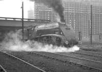 A4 Pacific no 60007 <I>Sir Nigel Gresley</I> warming up outside Balornock Shed in June 1965.<br><br>[K A Gray 07/06/1965]