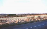 An EE Type 4 with a lengthy cement train on the ECML near Longniddry in 1979.<br><br>[Bruce McCartney //1979]