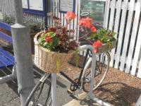 A most unusual bicycle seen at North Berwick Station, whose floral displays 'North Berwick in Bloom' won the station environment award at last year's Community Rail Awards.<br><br>[John Yellowlees 01/07/2011]