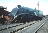 60027 <I>Merlin</I> resplendent on Haymarket shed in the summer of 1959. <br><br>[A Snapper (Courtesy Bruce McCartney) 04/07/1959]